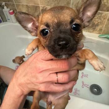 Chips -  Mixed Breed Dog for Adoption in Fredericksburg, Virginia - Chips | PetCurious