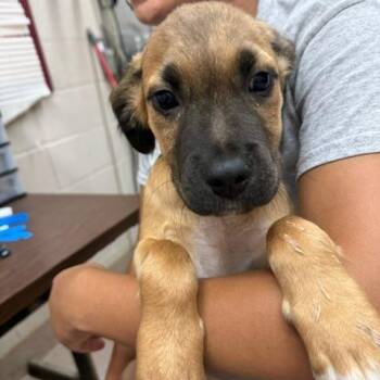 Tom -  Shepherd and Mixed Breed Dog for Adoption in Ardmore, Oklahoma - Tom | PetCurious