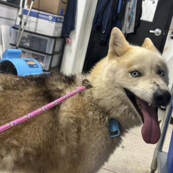 Ice -  Siberian Husky Dog for Adoption in Newark, New Jersey - Ice | PetCurious