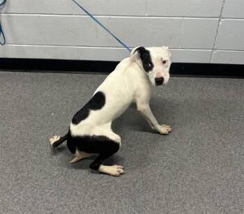 DOT -  Pit Bull Terrier and Mixed Breed Dog for Adoption in Kalamazoo, Michigan - DOT | PetCurious