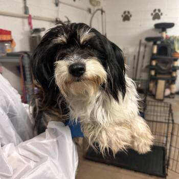 Terrier Dogs Available for Adoption in Edinburg, Texas - Mandalorian | PetCurious