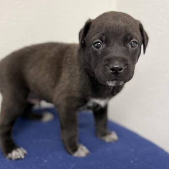 Archer -  English Setter and Mixed Breed Dog for Adoption in St. Peters, Missouri - Archer | PetCurious