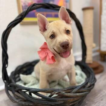 Sahara Desert -  Shepherd and Husky Dog for Adoption in Friendswood, Texas - Sahara Desert | PetCurious