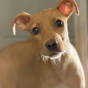Romance -  Mixed Breed Dog for Adoption in Pauls Valley, Oklahoma - Romance | PetCurious