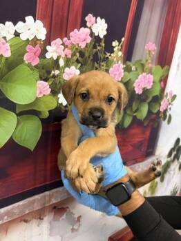 Rottweiler and Labrador Retriever Dogs Available for Adoption in San Bernardino, California - CHARLOTTE | PetCurious