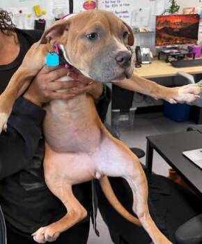 Pit Bull Terrier Dogs Available for Adoption - Stardew | PetCurious