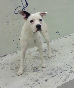 Staffordshire Bull Terrier and Mixed Breed Dogs Available for Adoption in Houston, Texas - A2074157 | PetCurious
