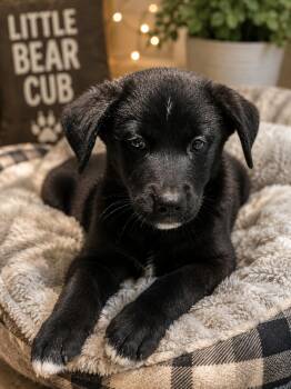 MOOSE -  Black Labrador Retriever Dog for Adoption in Los Angeles, California - MOOSE | PetCurious