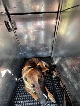 EST -  Mixed Breed Dog for Adoption in Dallas, Texas - EST | PetCurious