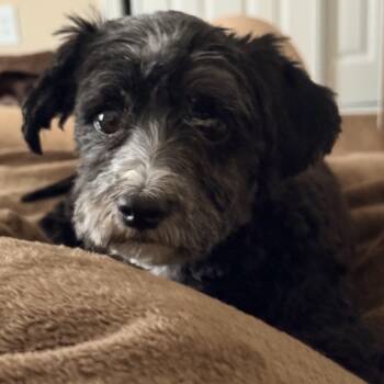 Greta -  Havanese Dog for Adoption - Greta | PetCurious
