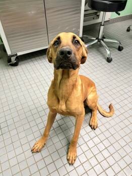 LIL IAN -  Black Mouth Cur and Mixed Breed Dog for Adoption in Killeen, Texas - LIL IAN | PetCurious