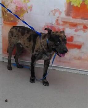 NATE -  Pit Bull Terrier and Mixed Breed Dog for Adoption in San Bernardino, California - NATE | PetCurious