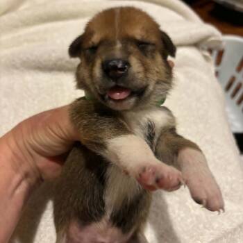 Ranger C627 -  Shepherd Dog for Adoption in Allen, Texas - Ranger C627 | PetCurious