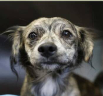 Toby -  Australian Shepherd and Dachshund Dog for Adoption in Williston, Vermont - Toby | PetCurious