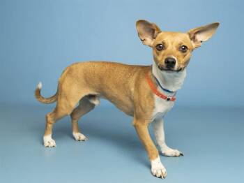 BISCOFF -  Chihuahua and Mixed Breed Dog for Adoption in Phoenix, Arizona - BISCOFF | PetCurious