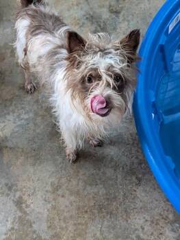 JR -  Shih Tzu and Terrier Dog for Adoption in Palmhurst, Texas - JR | PetCurious
