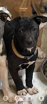 Catahoula Leopard Dog Dogs Available for Adoption in Powell, Tennessee - Raven | PetCurious