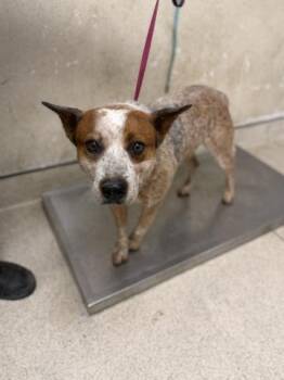MOSS -  Australian Cattle Dog Blue Heeler Dog for Adoption in Riverside, California - MOSS | PetCurious