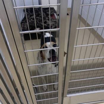 Ernie -  Beagle Dog for Adoption in West Palm Beach, Florida - Ernie | PetCurious