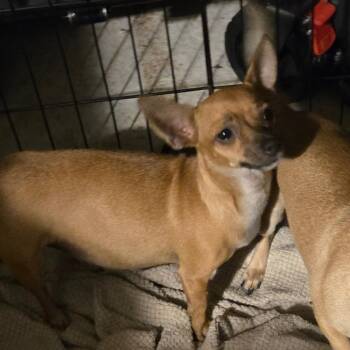 Betty -  Chihuahua Dog for Adoption in Park Row, Texas - Betty | PetCurious