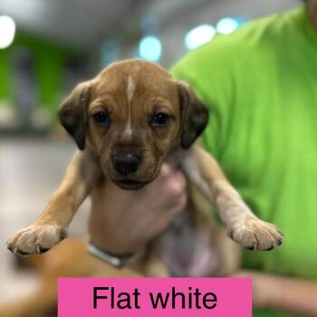 Flat White -  Cattle Dog and Terrier Dog for Adoption in Tampa, Florida - Flat White | PetCurious