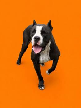 Moo -  Pit Bull Terrier Dog for Adoption in Wauchula, Florida - Moo | PetCurious