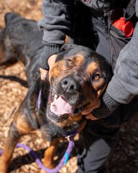 Mixed Breed Dogs Available for Adoption in Chamblee, Georgia - Bertle | PetCurious