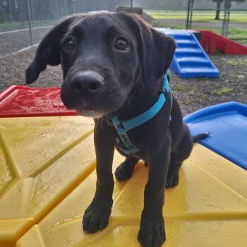Ford -  Black Labrador Retriever and Mixed Breed Dog for Adoption in Attica, New York - Ford | PetCurious
