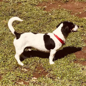 Rescue Dachshund and Rat Terrier Dogs for Adoption in New Orleans, Louisiana - Charlie Scott | PetCurious