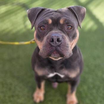 Pit Bull Terrier and English Bulldog Dogs Available for Adoption - MILO | PetCurious