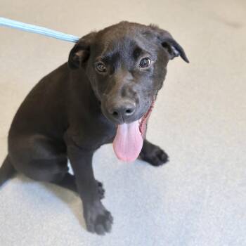 Labrador Retriever Dogs Available for Adoption in Briarcliff Manor, New York - Duke | PetCurious