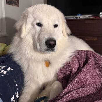 Arlo -  Great Pyrenees Dog for Adoption in West Des Moines, Iowa - Arlo | PetCurious