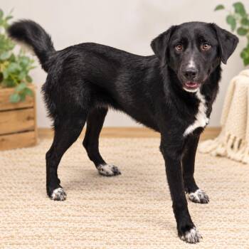 Manny -  Great Pyrenees and Labrador Retriever Dog for Adoption in Hopkinton, Massachusetts - Manny | PetCurious