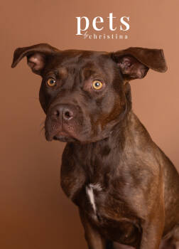 Rescue Mixed Breed Dogs for Adoption in Warrenton, Missouri - SaBRINA | PetCurious