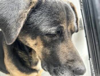 German Shepherd Dog and Mixed Breed Dogs Available for Adoption - A651861 | PetCurious