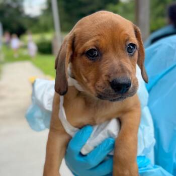 Daisy -  Mixed Breed Dog for Adoption in Hendersonville, North Carolina - Daisy | PetCurious