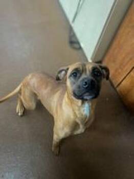 Lizzie Bee -  Boxer Dog for Adoption in Winfield, Kansas - Lizzie Bee | PetCurious