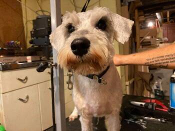 Rescue Miniature Schnauzer Dogs for Adoption in Homer Glen, Illinois - Lucky - Needs Sponsors! | PetCurious