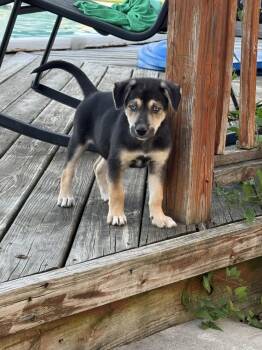 Nova -  Shepherd and Husky Dog for Adoption in South Bend, Indiana - Nova | PetCurious