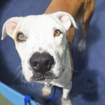 Rescue Pit Bull Terrier Dogs for Adoption in Fort Collins, Colorado - Zane | PetCurious