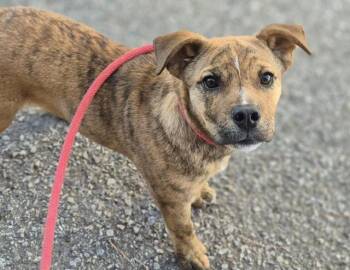 Boxer and Mixed Breed Dogs Available for Adoption - CANNOLI | PetCurious