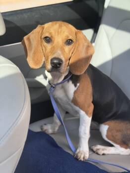 Reese -  Beagle Dog for Adoption in Mahwah, New Jersey - Reese | PetCurious
