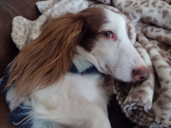 Rescue Dachshund Dogs for Adoption in Sioux Falls, South Dakota - Anna | PetCurious