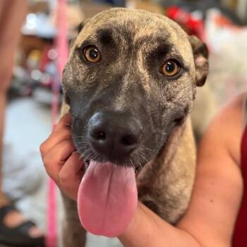 Freya -  Anatolian Shepherd and Dutch Shepherd Dog for Adoption in Greenfield, Indiana - Freya | PetCurious