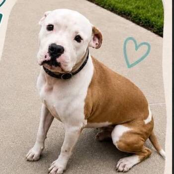Morgan -  Pit Bull Terrier Dog for Adoption in New Orleans, Louisiana - Morgan | PetCurious