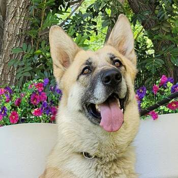 German Shepherd Dog Dogs Available for Adoption in Burbank, California - Mia | PetCurious