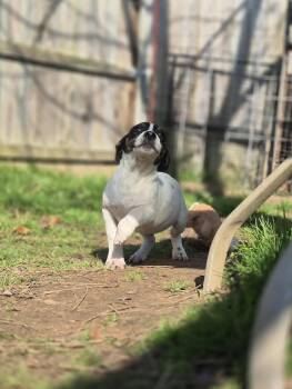 Rescue Terrier Dogs for Adoption in Dover, Arkansas - Chevrolet | PetCurious