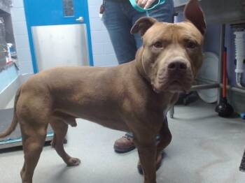 Pit Bull Terrier Dogs Available for Adoption in Albuquerque, New Mexico - DODGER | PetCurious