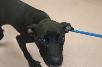 Rescue Mixed Breed Dogs for Adoption in Columbia, South Carolina - SALEM | PetCurious