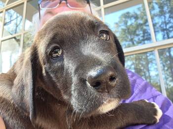 Labrador Retriever Dogs Available for Adoption - Marni | PetCurious